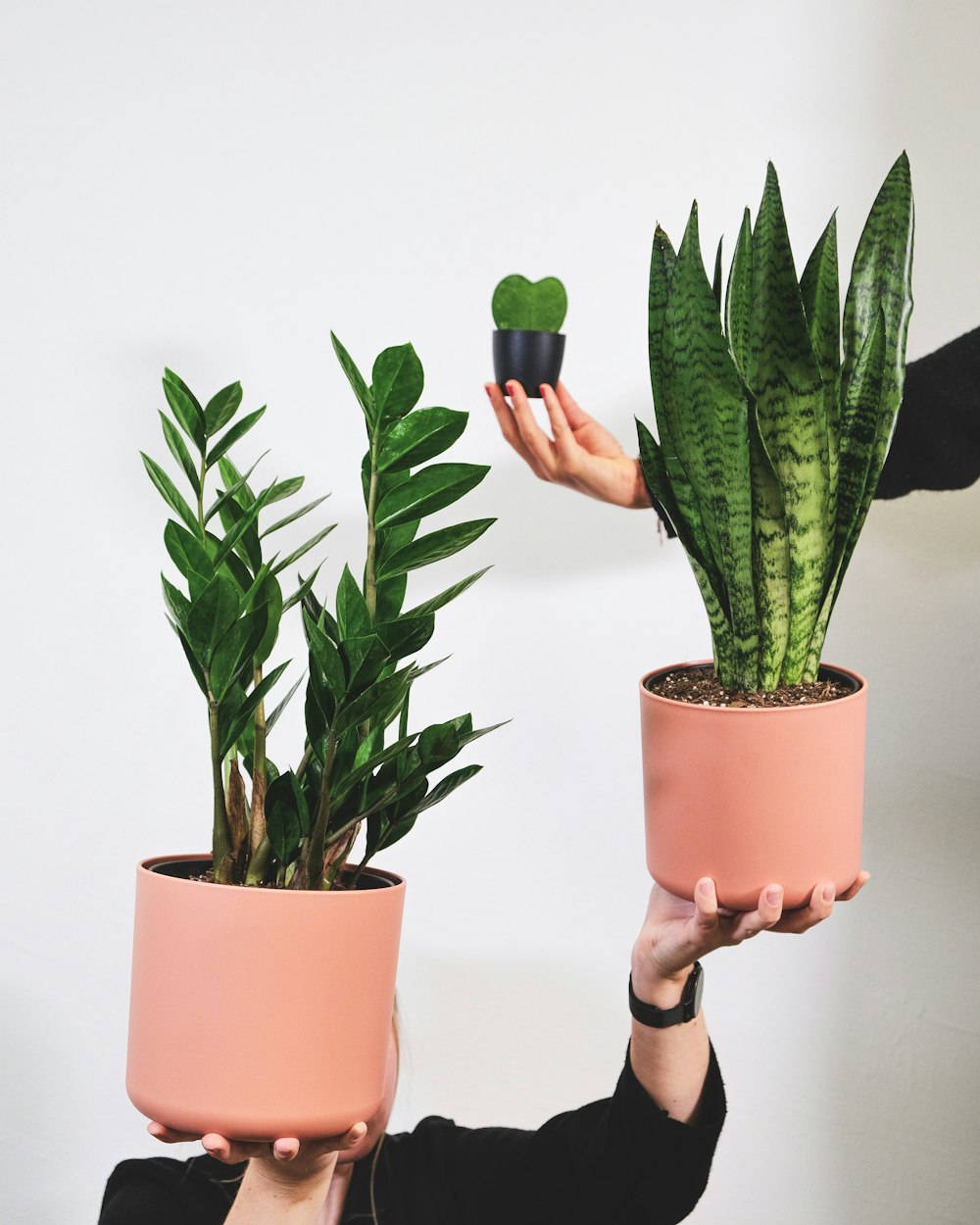 a person holding a potted plant in their hands