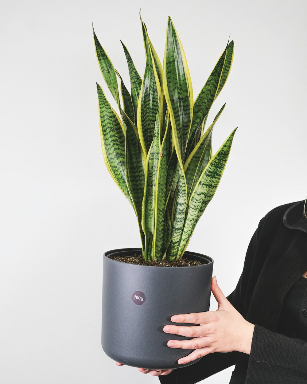 Una mujer sosteniendo una planta en maceta en sus manos