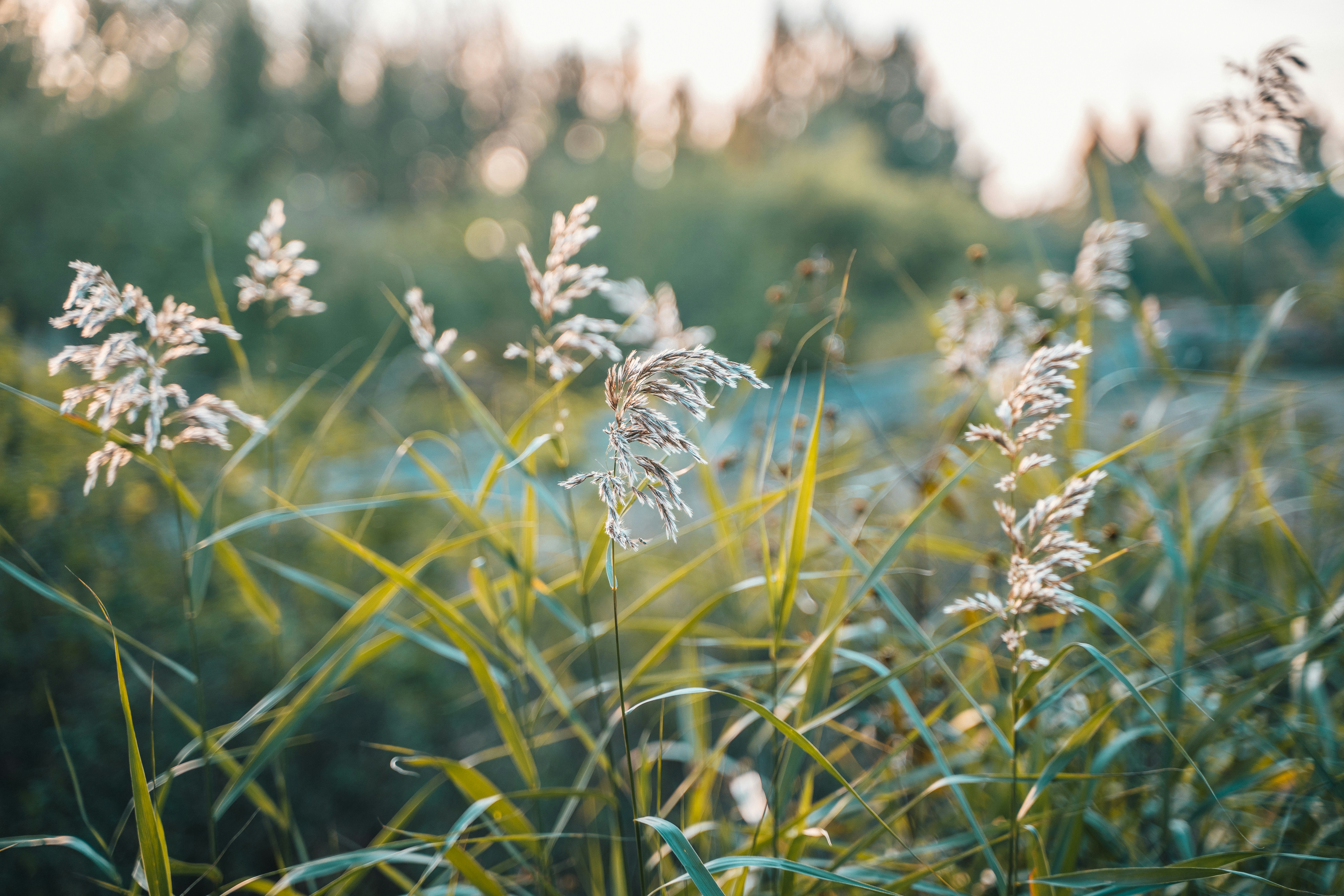 a field of tall grass with water droplets on it
