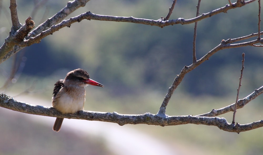 a small bird perched on a tree branch