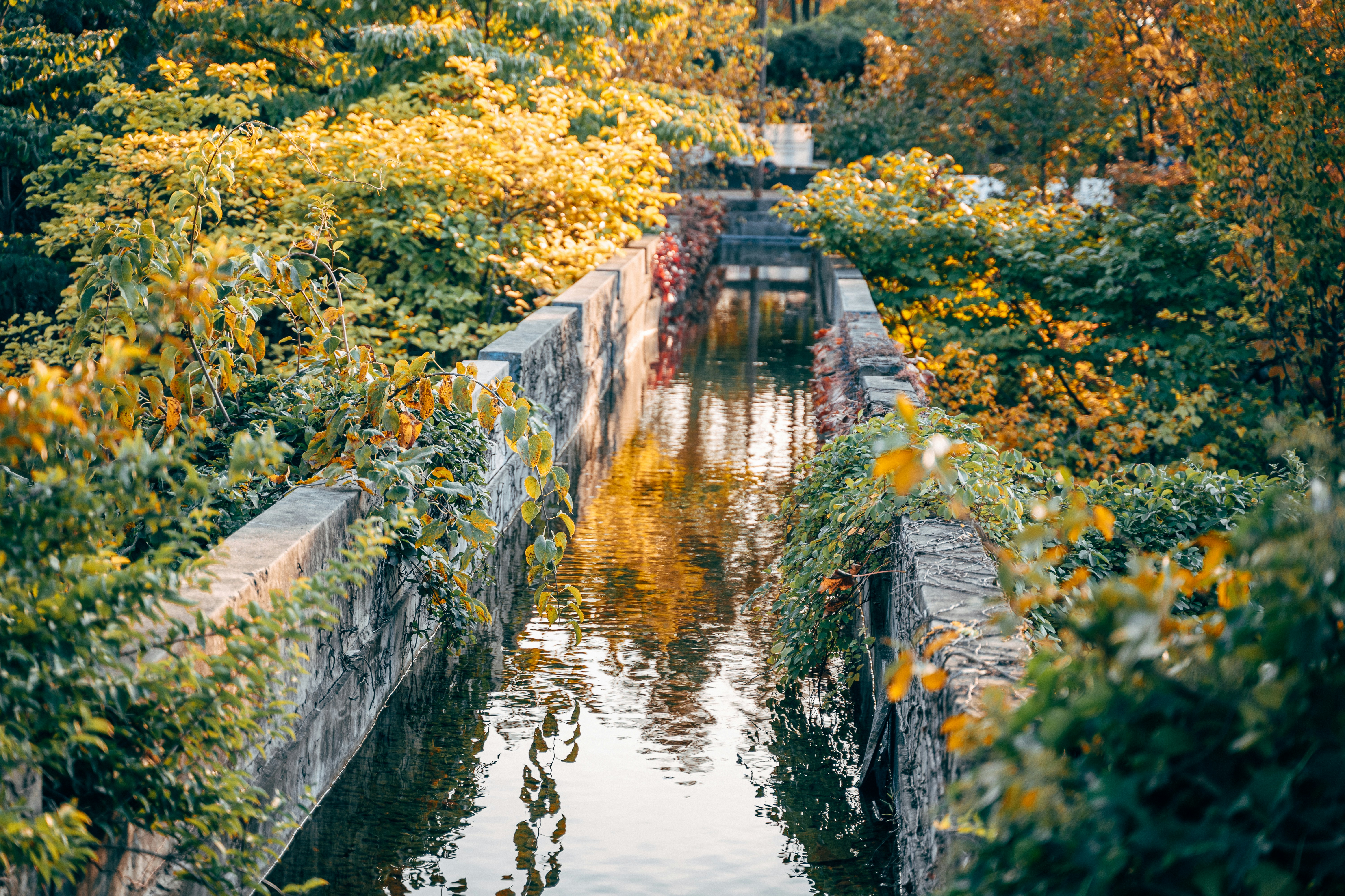 a pond surrounded by trees and bushes in a park