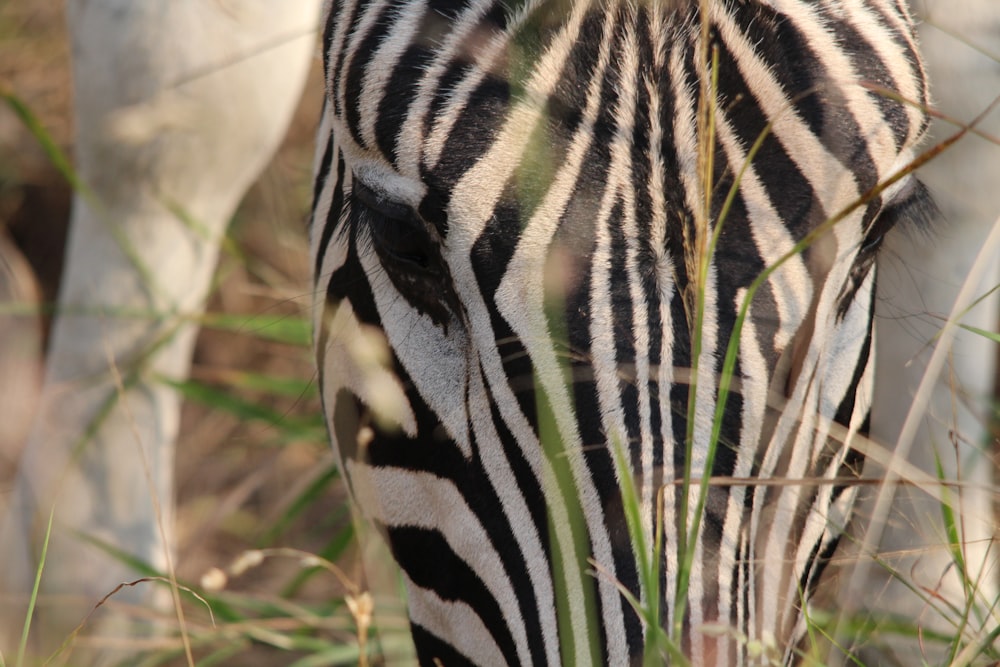 a close up of a zebra grazing on grass