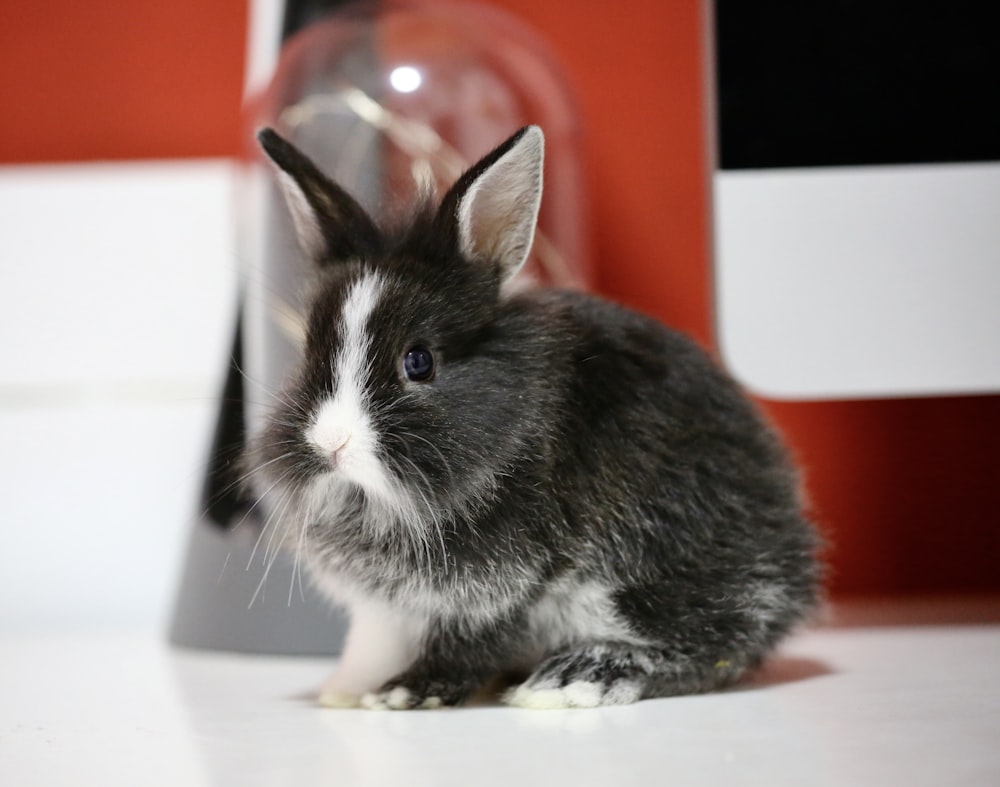 Un conejo blanco y negro sentado junto a una botella