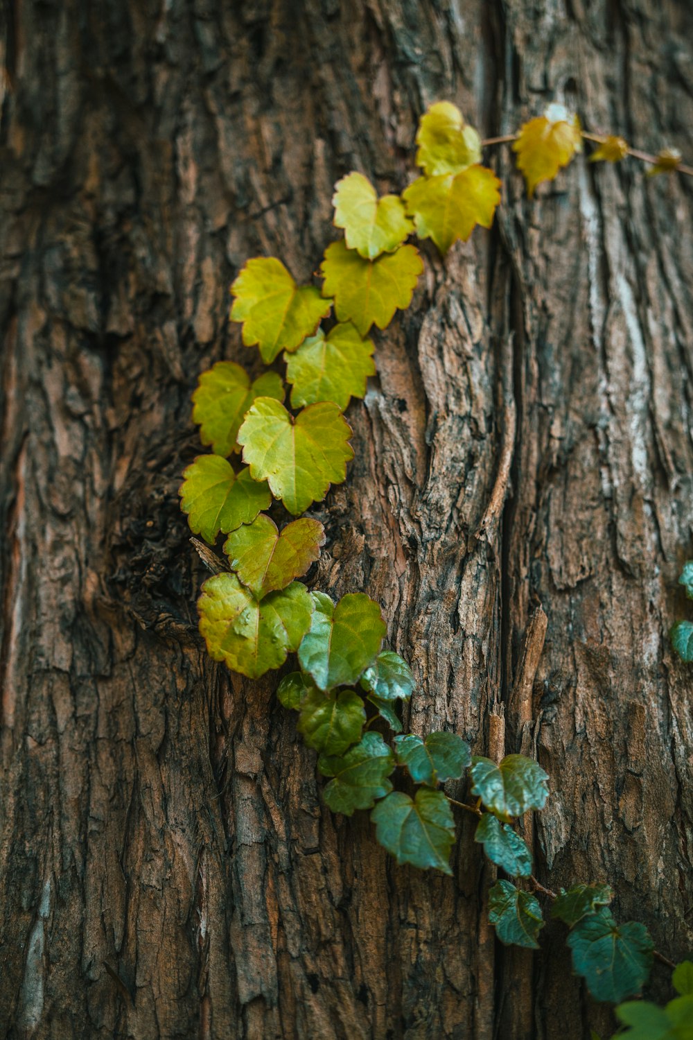 a vine of green leaves growing on a tree
