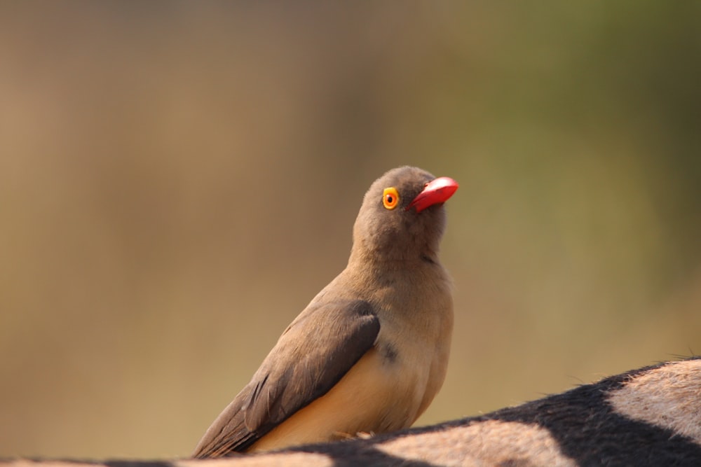 a bird with a red beak sitting on a zebra