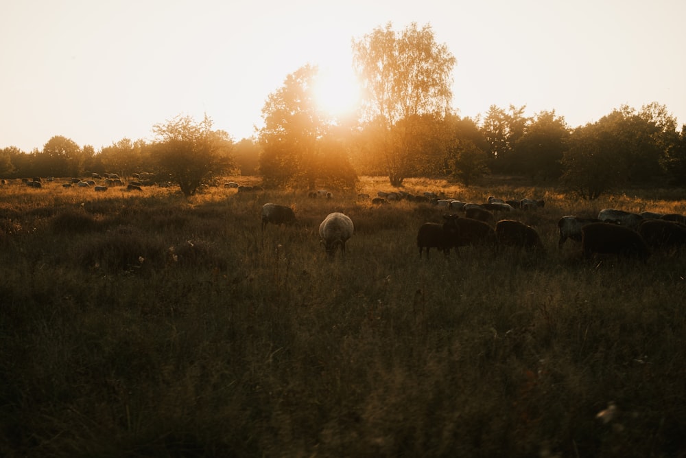 a herd of sheep grazing on a lush green field