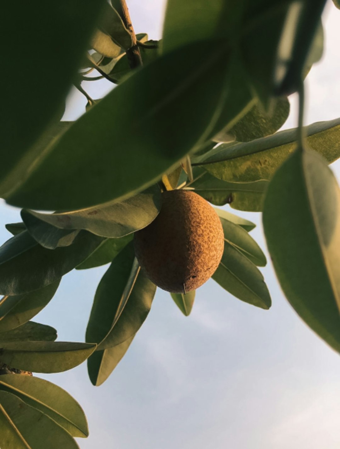 jungleboogie, mango tree, a fruit hanging from a tree branch with sky in the background