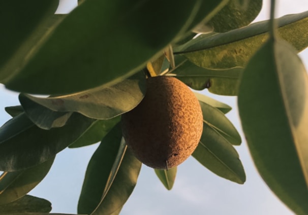 a fruit hanging from a tree branch with sky in the background