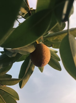 a fruit hanging from a tree branch with sky in the background