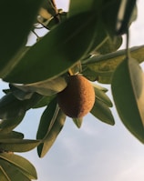 a fruit hanging from a tree branch with sky in the background