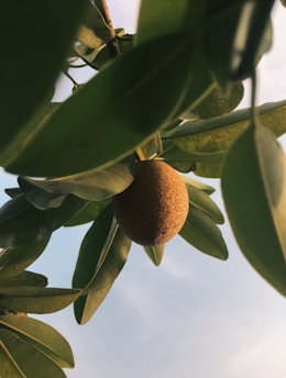 a fruit hanging from a tree branch with sky in the background