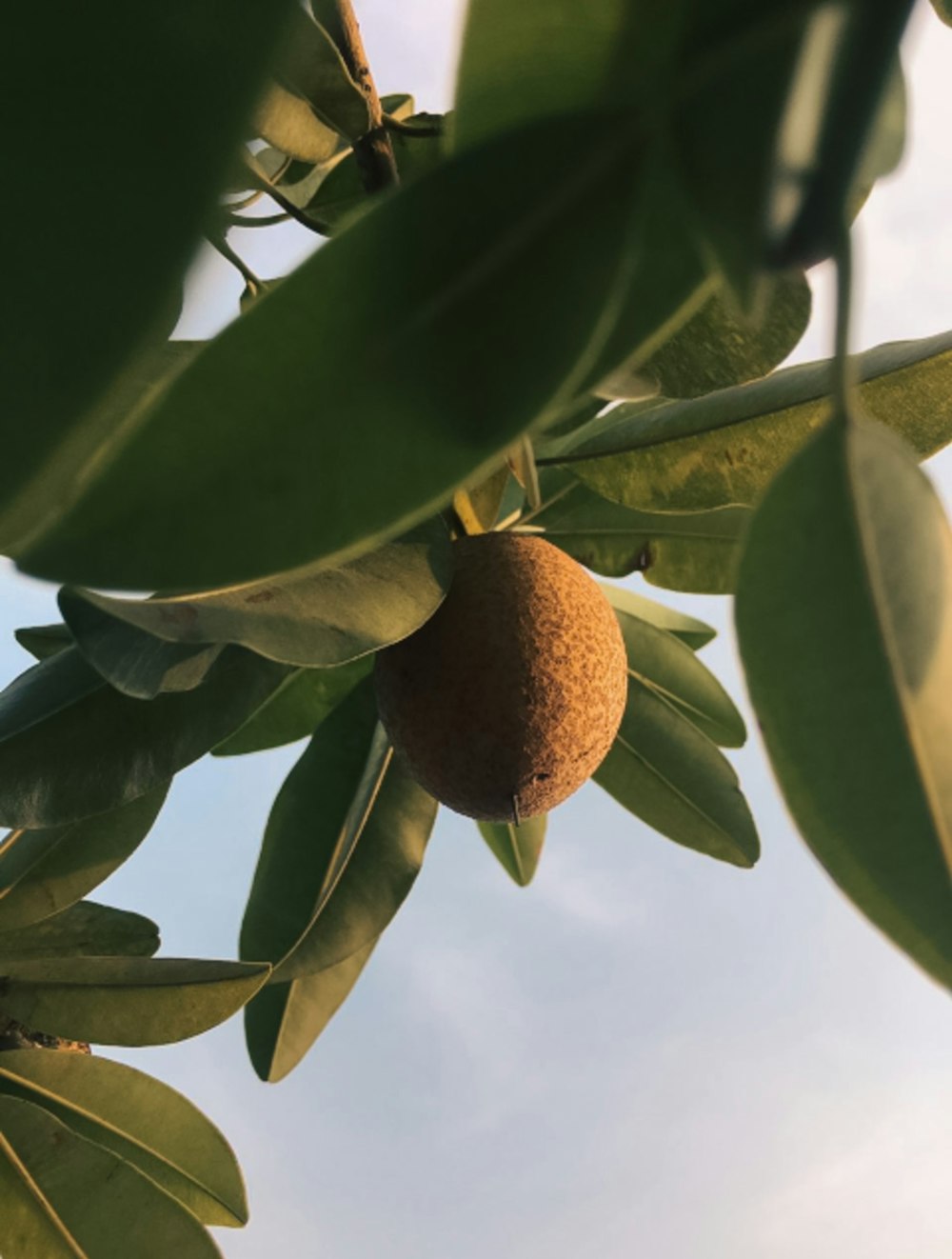 a fruit hanging from a tree branch with sky in the background