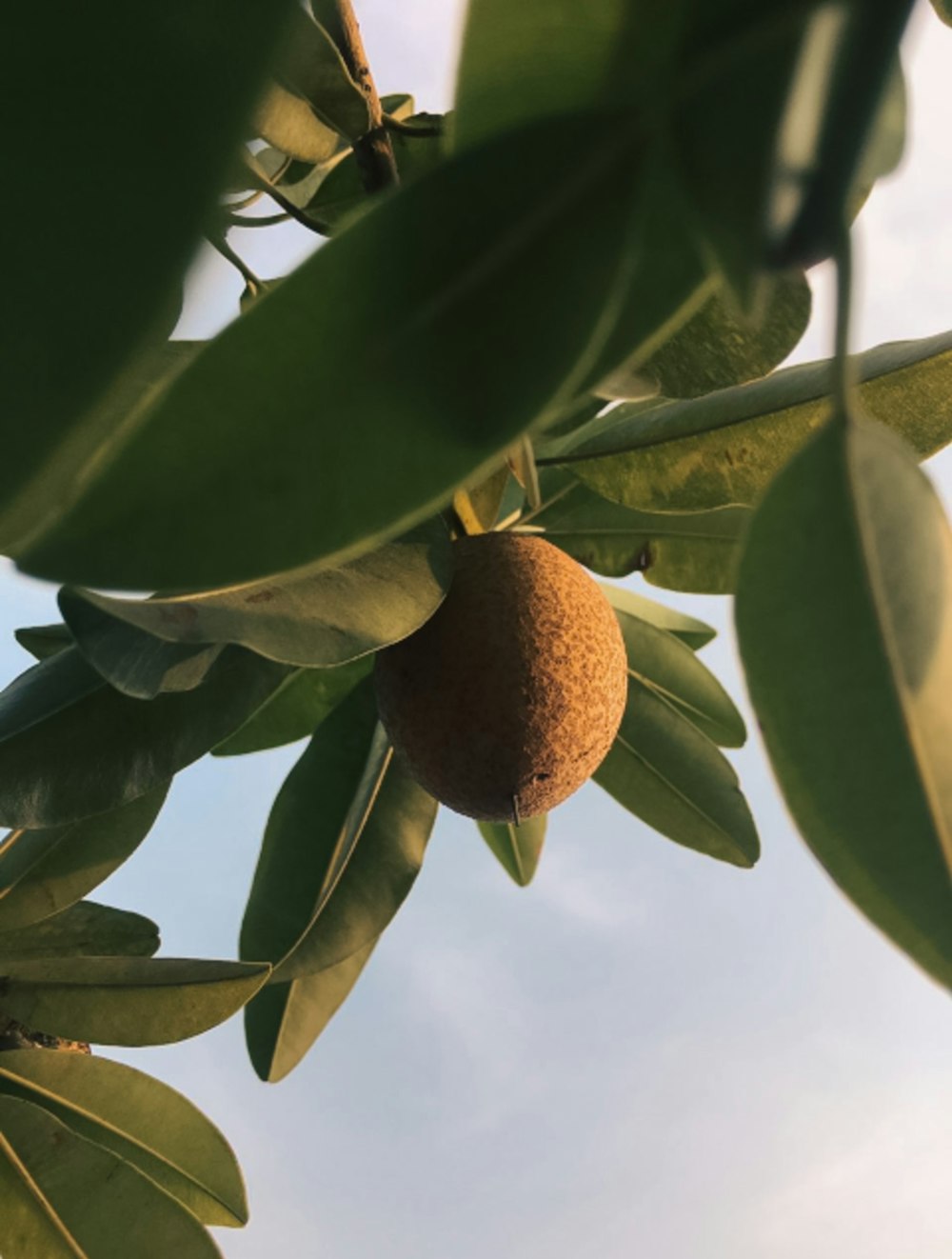 una fruta colgando de la rama de un árbol con el cielo en el fondo