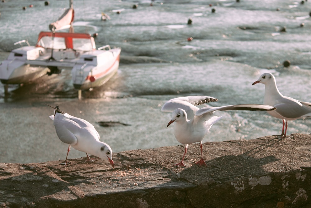 a group of seagulls standing on a ledge next to a body of water