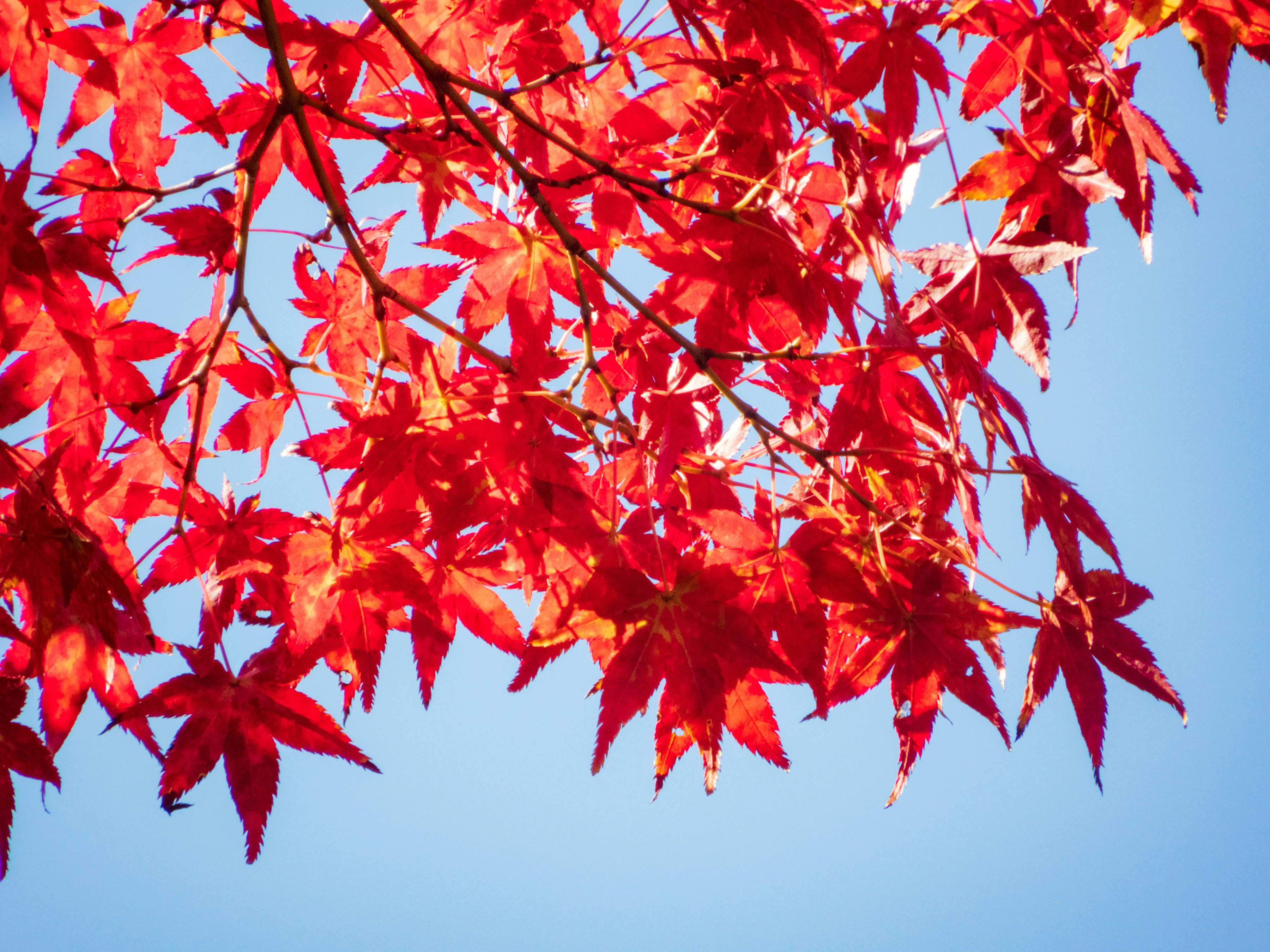 Photo by heppoko_yama