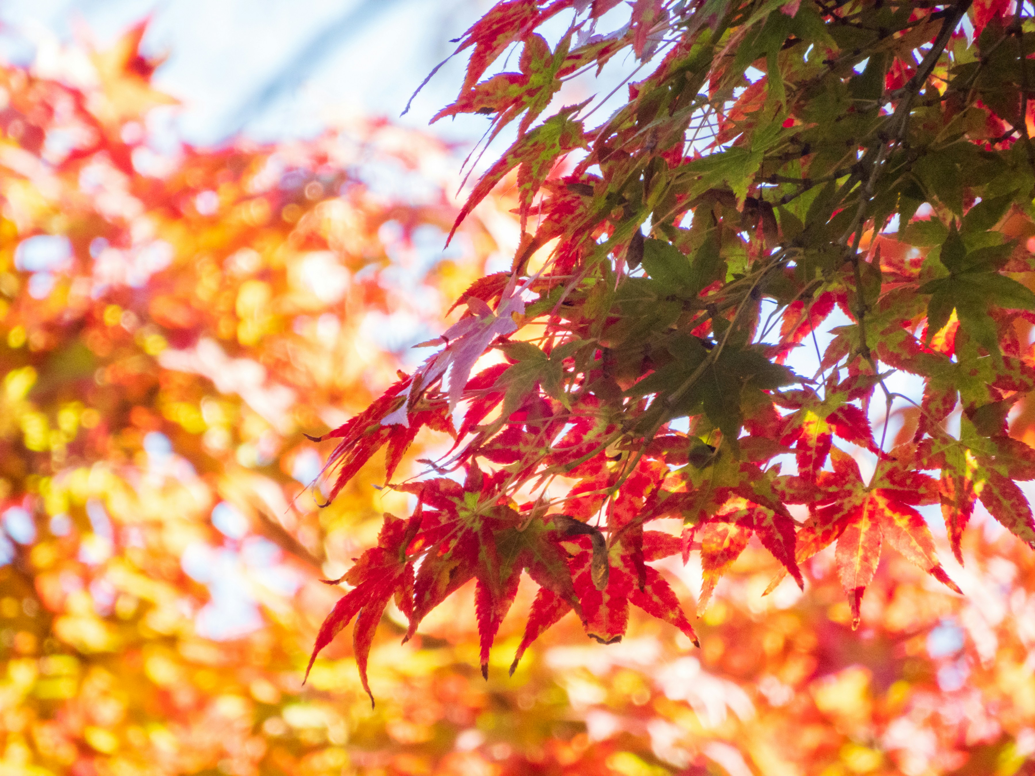 Photo by heppoko_yama