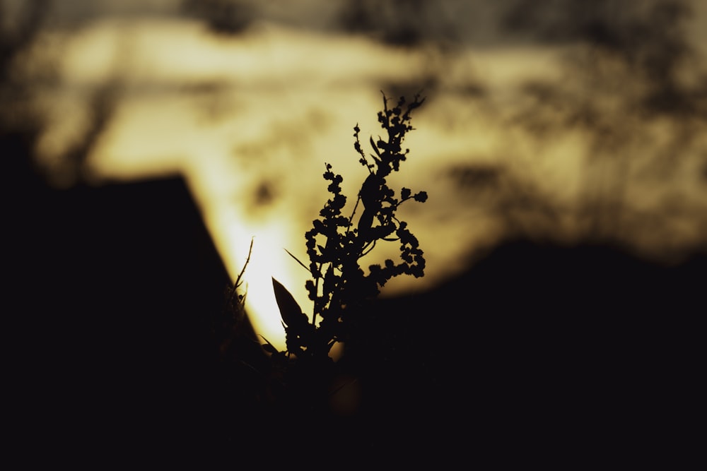 a plant is silhouetted against the setting sun