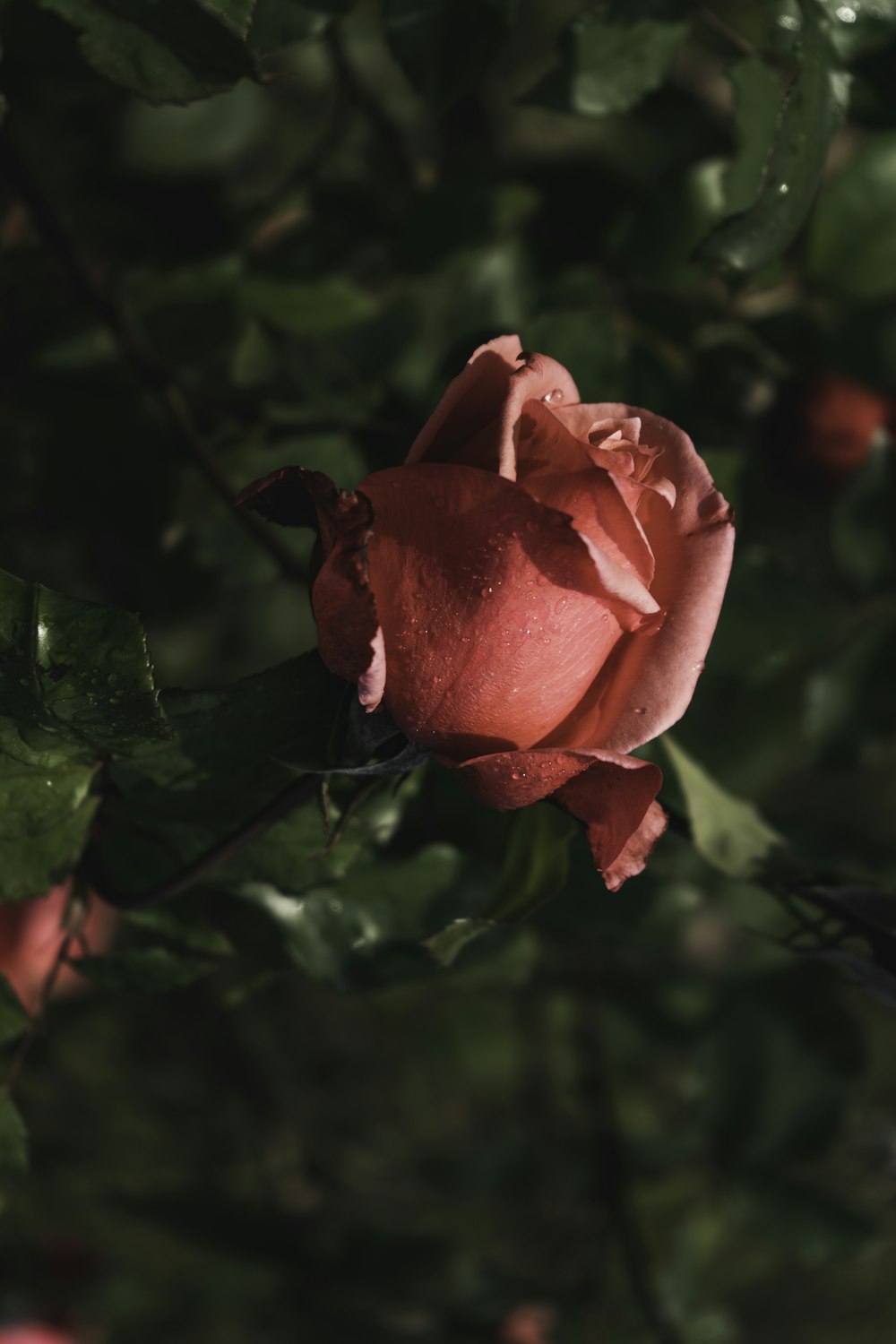 a pink rose is blooming on a tree