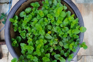 A top view of a potted mint plant with vibrant green leaves, filling the entire frame. The leaves are textured and have a fresh appearance, indicating healthy growth. The pot is placed on a tiled surface, with part of a blue rope visible on the side.