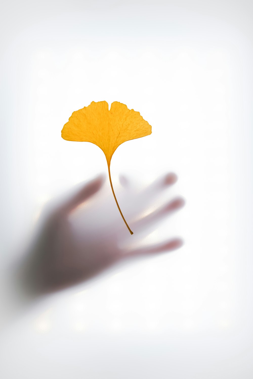 a hand holding a yellow leaf on a white background