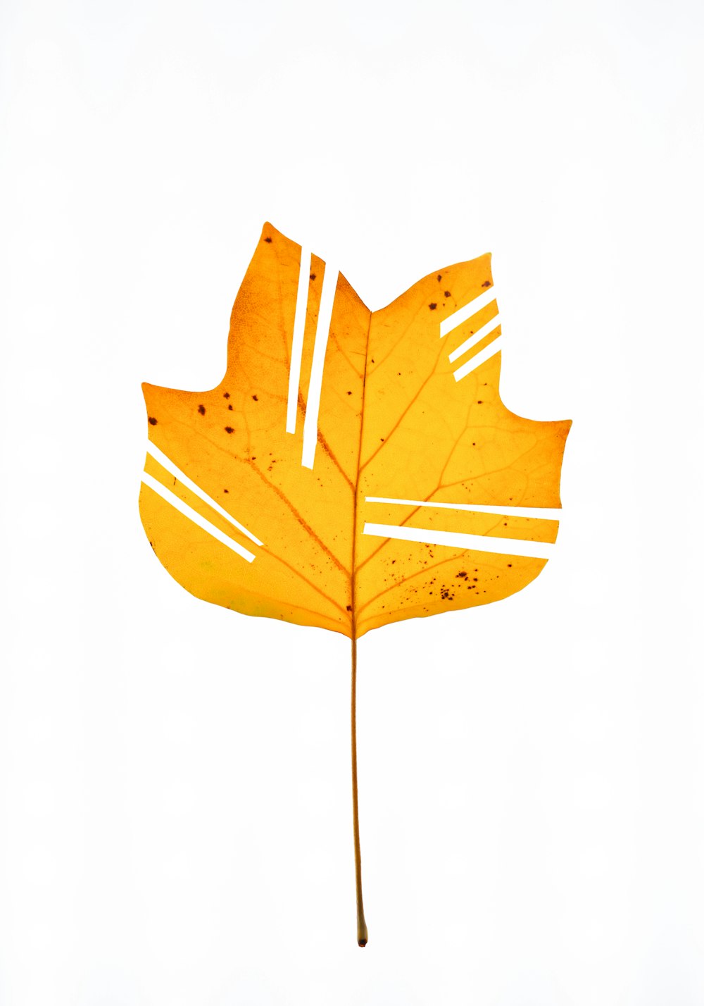 a yellow leaf with white stripes on it