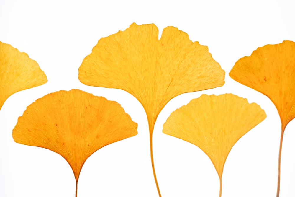Un grupo de hojas amarillas sobre un fondo blanco