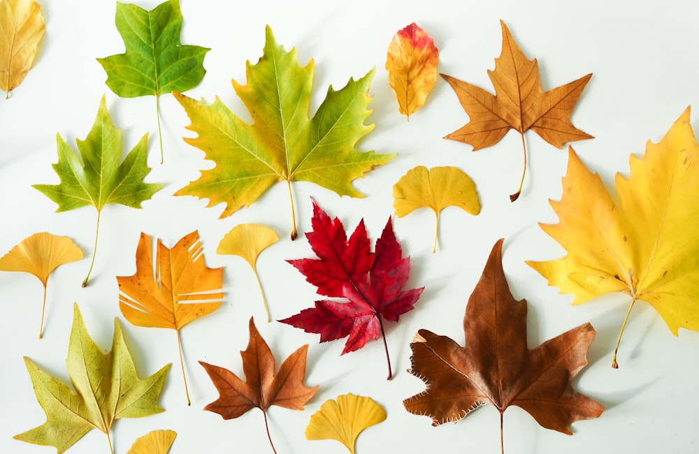 un grupo de hojas de diferentes colores sobre una superficie blanca