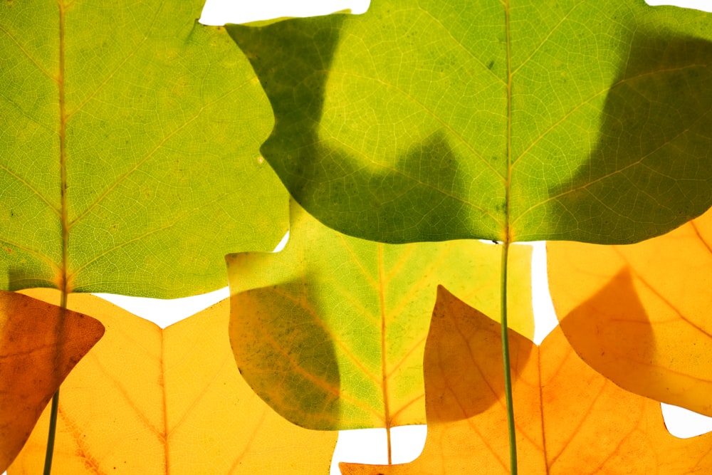 a group of green and yellow leaves on a white background