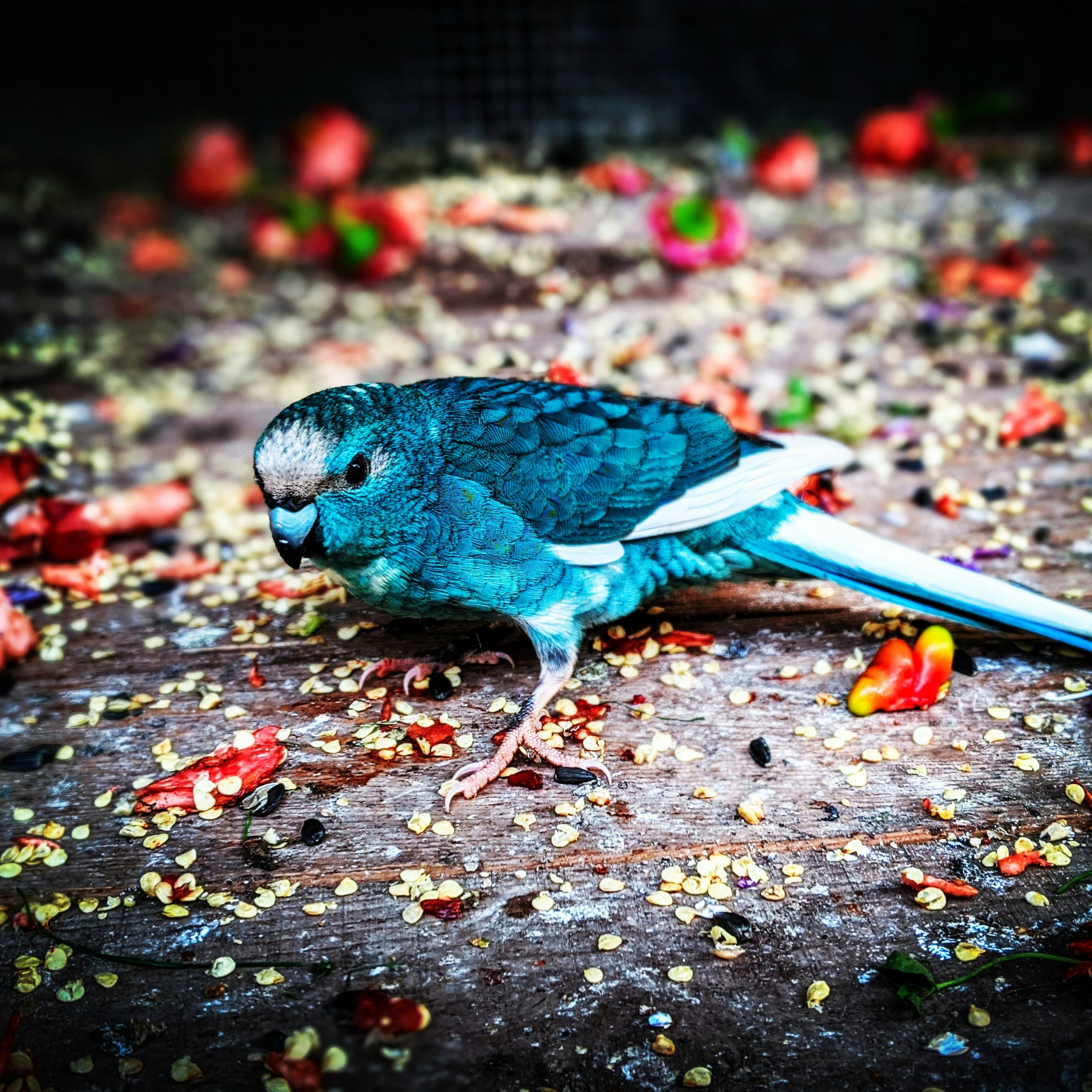 Fotomural a blue bird sitting on top of a wooden table