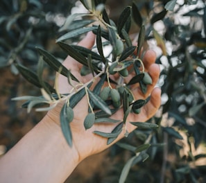 a hand holding a branch of an olive tree