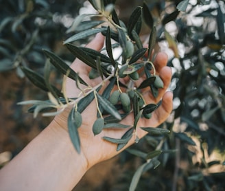 a hand holding a branch of an olive tree