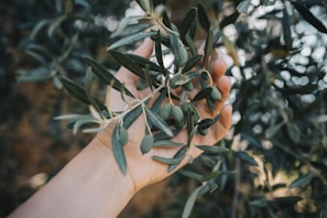 a hand holding a branch of an olive tree