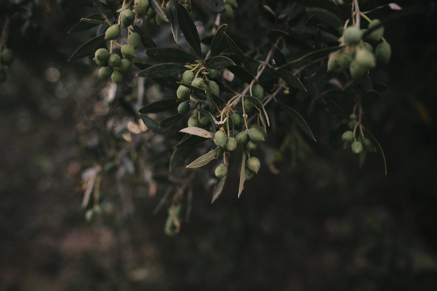 Aceitunas de la variedad recuperada en el árbol