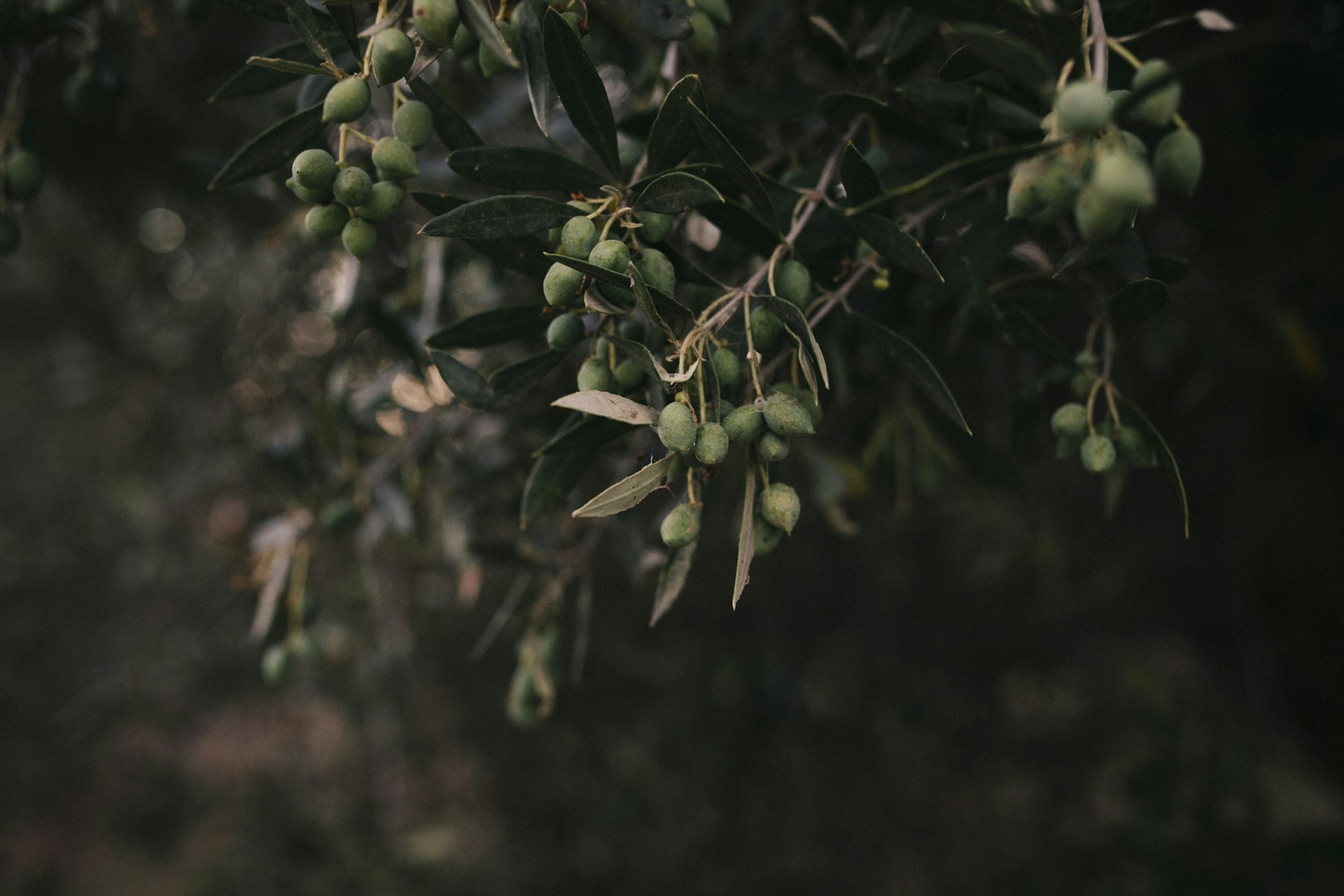 a branch of an olive tree filled with green olives