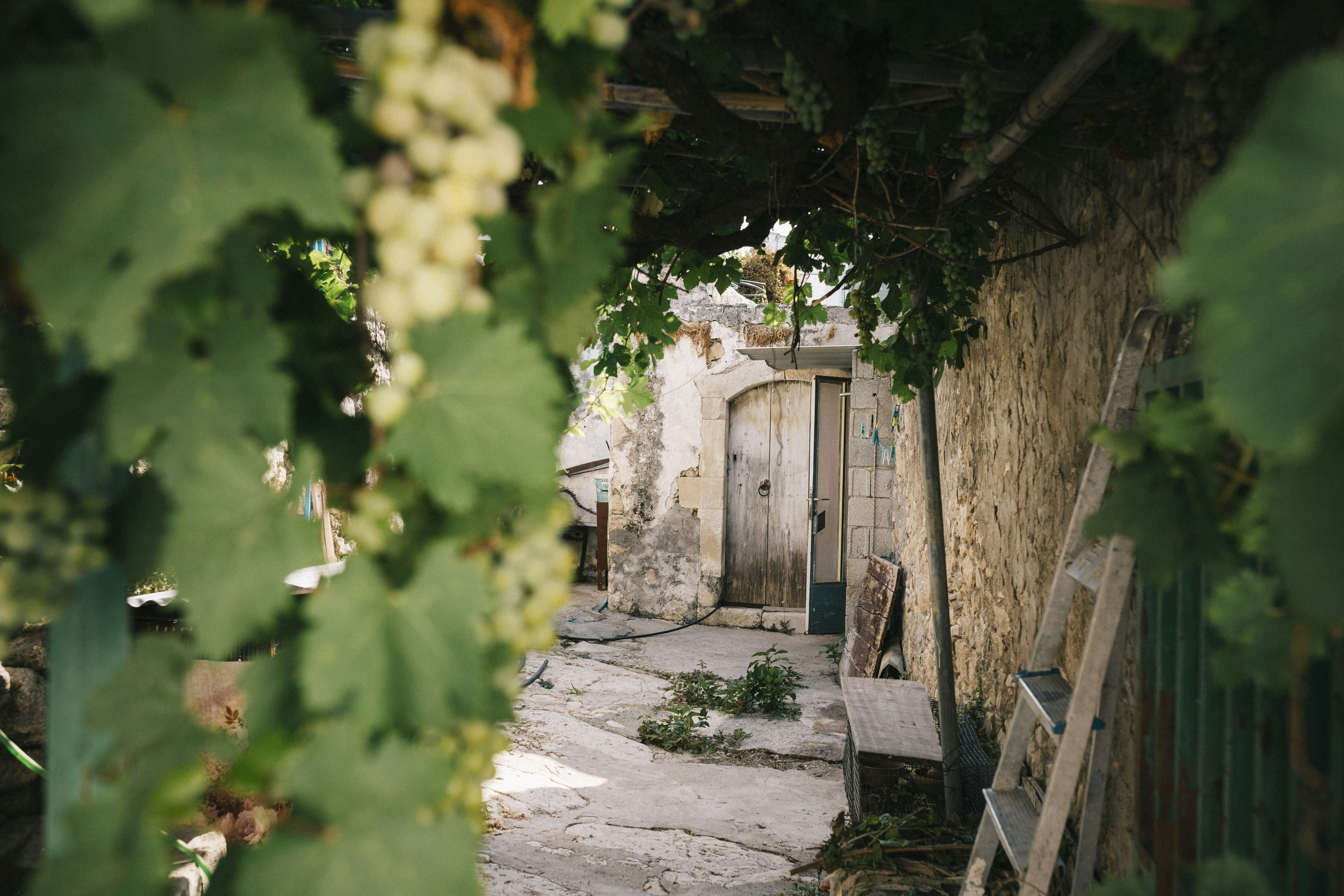 Crete wine tours: Introduction to Crete's Wine Culture