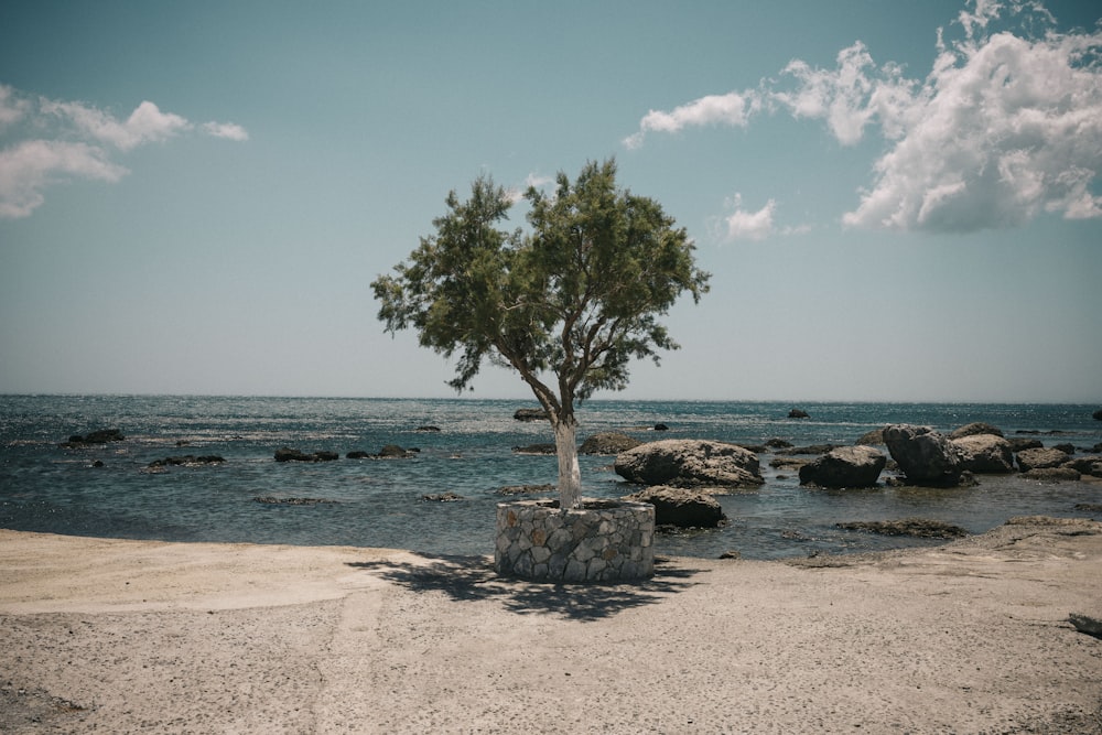 a lone tree on a rocky beach near the ocean