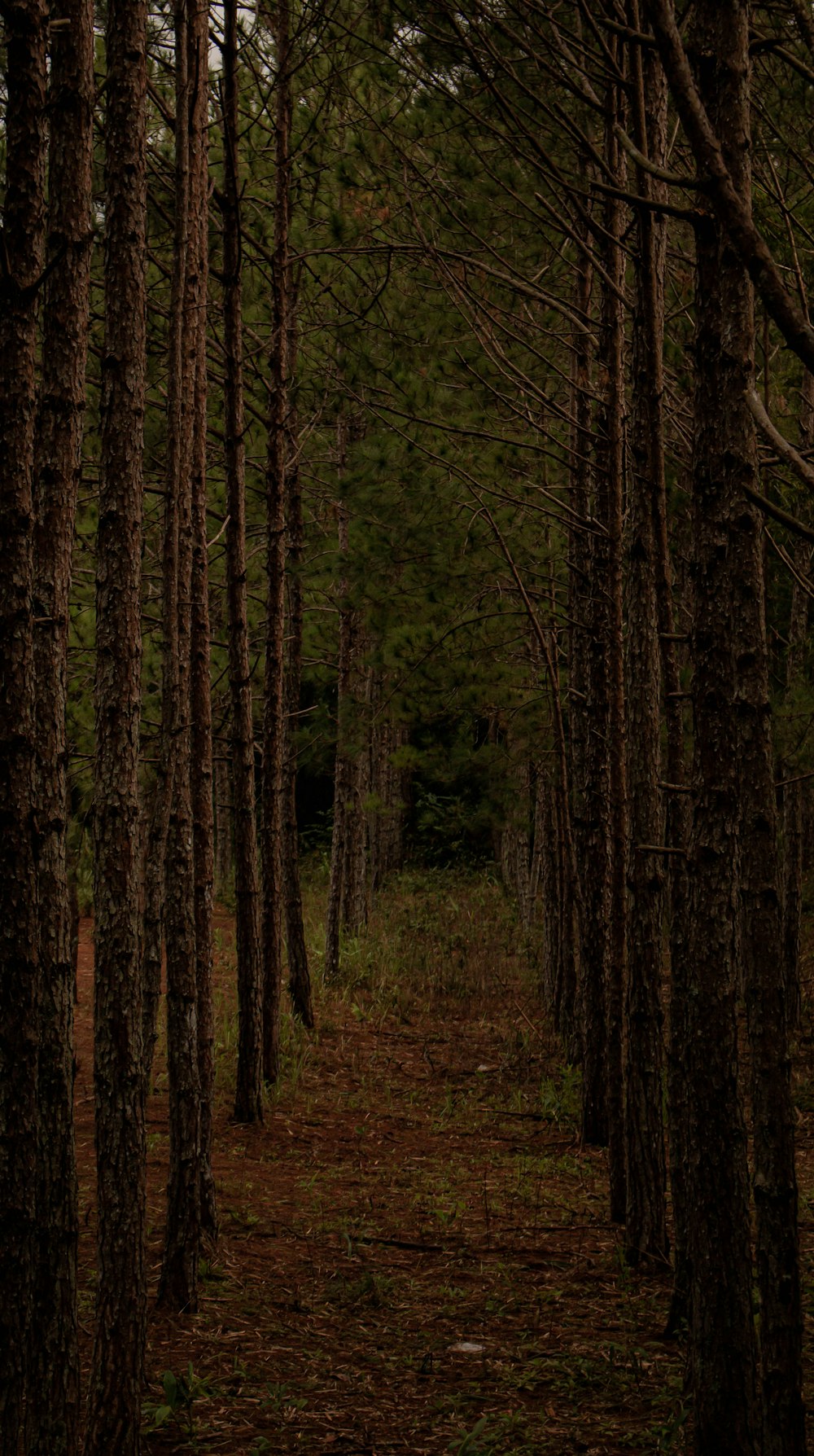 a path in the middle of a forest with lots of trees