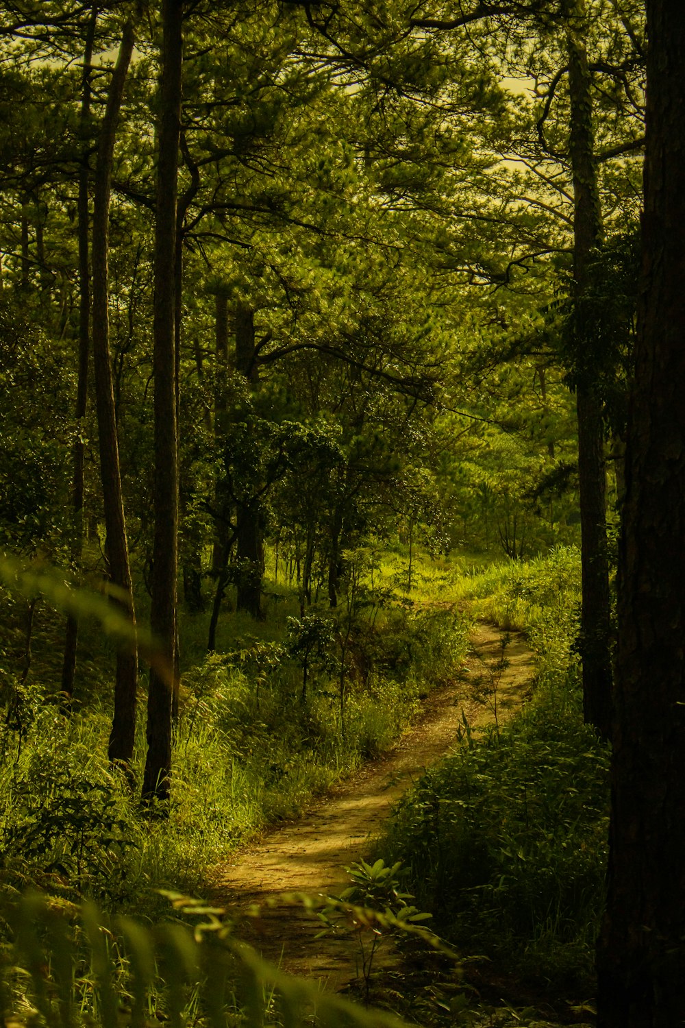 a dirt path in the middle of a forest