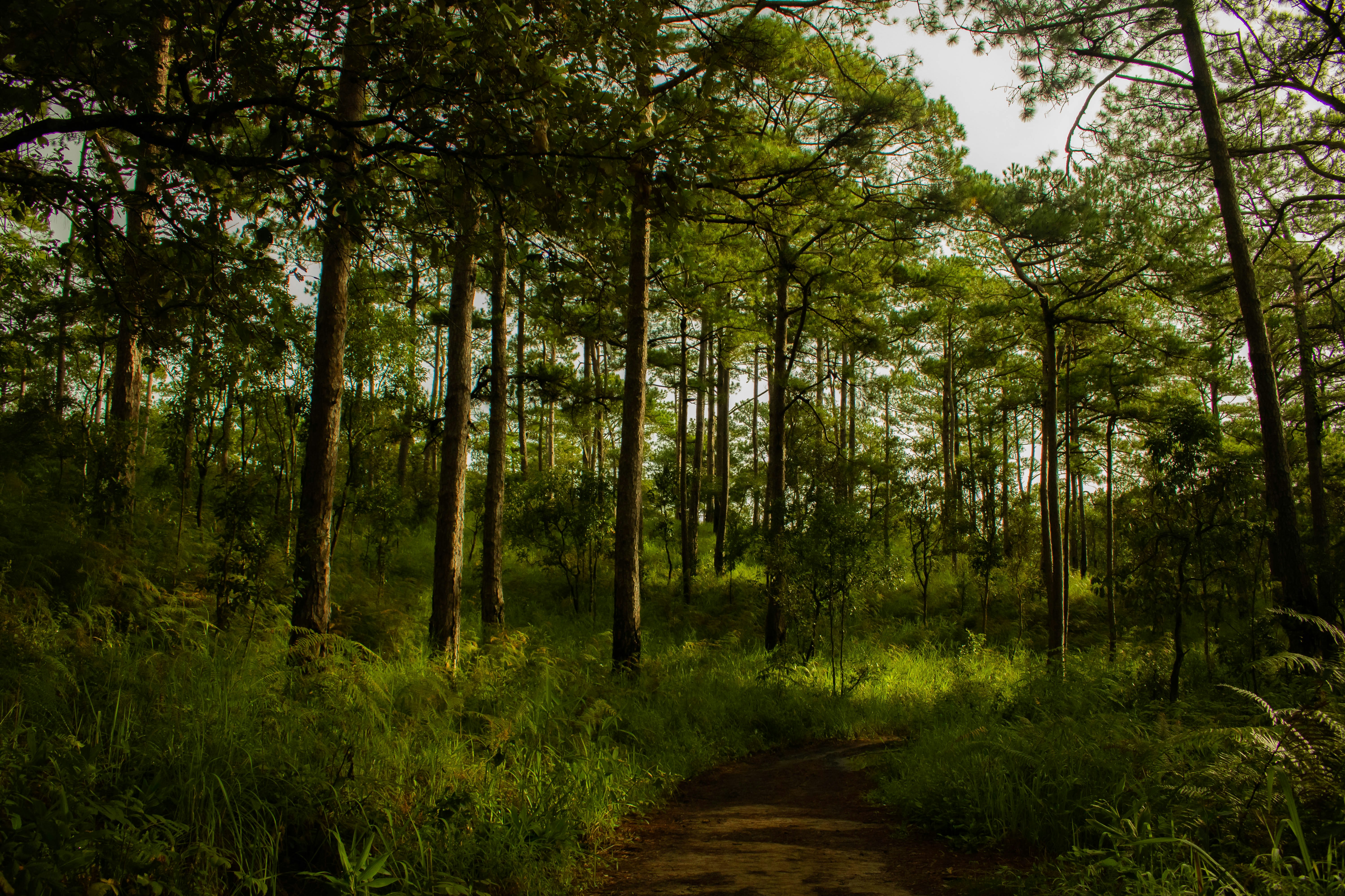 dirt path in forest