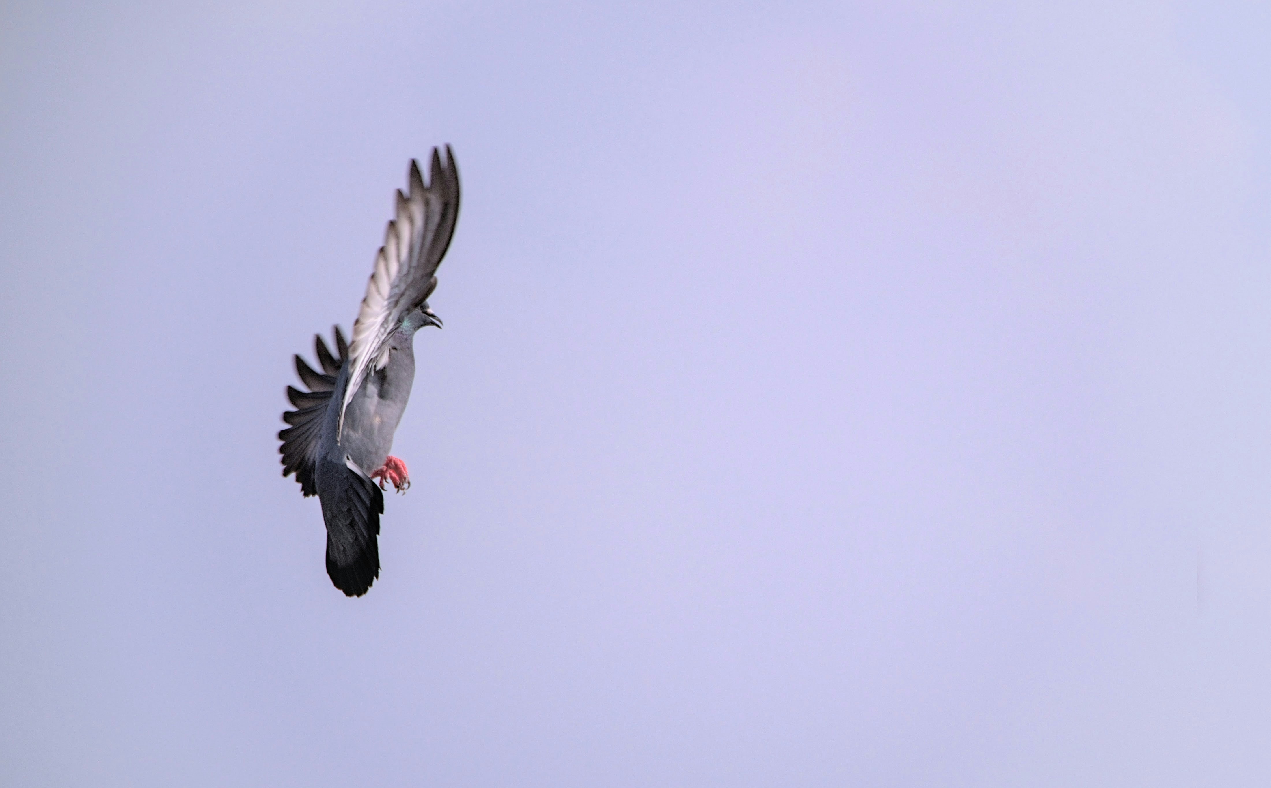 Photo by ravioli1369