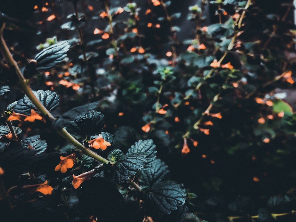 a close up of a plant with orange flowers