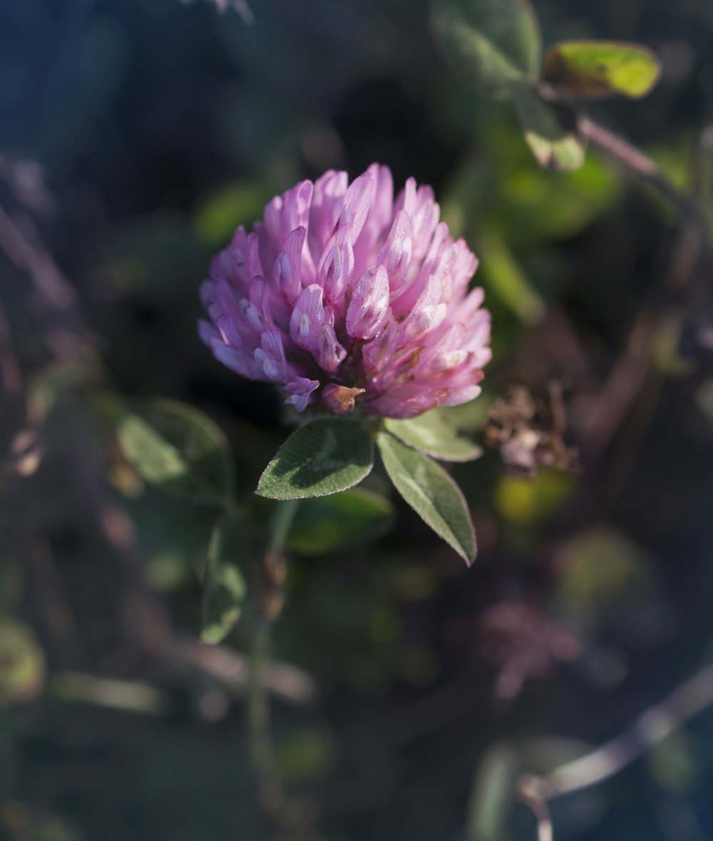 a pink flower with green leaves in the foreground