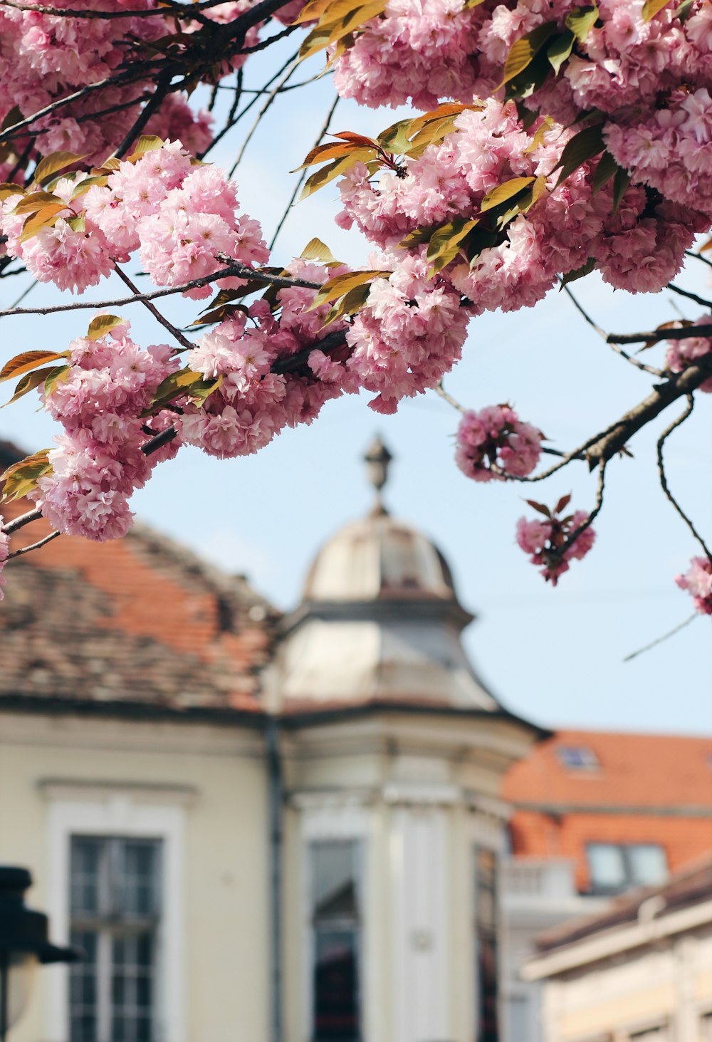 a tree with pink flowers in front of a building