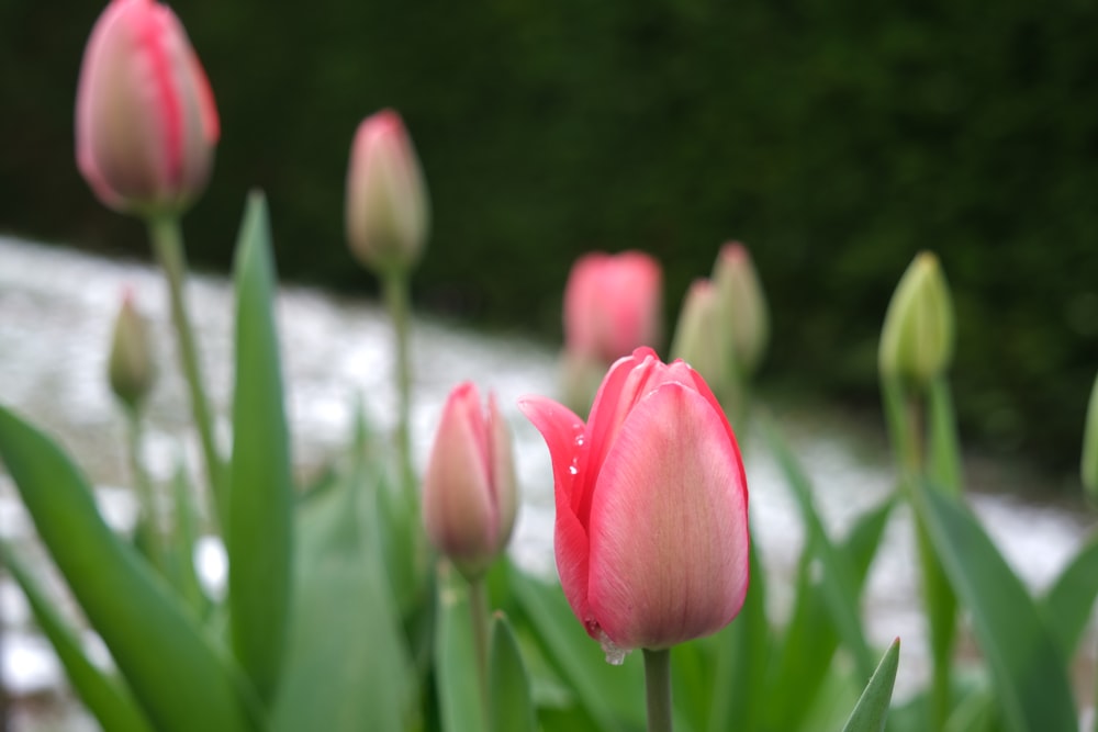 a group of pink tulips in a garden