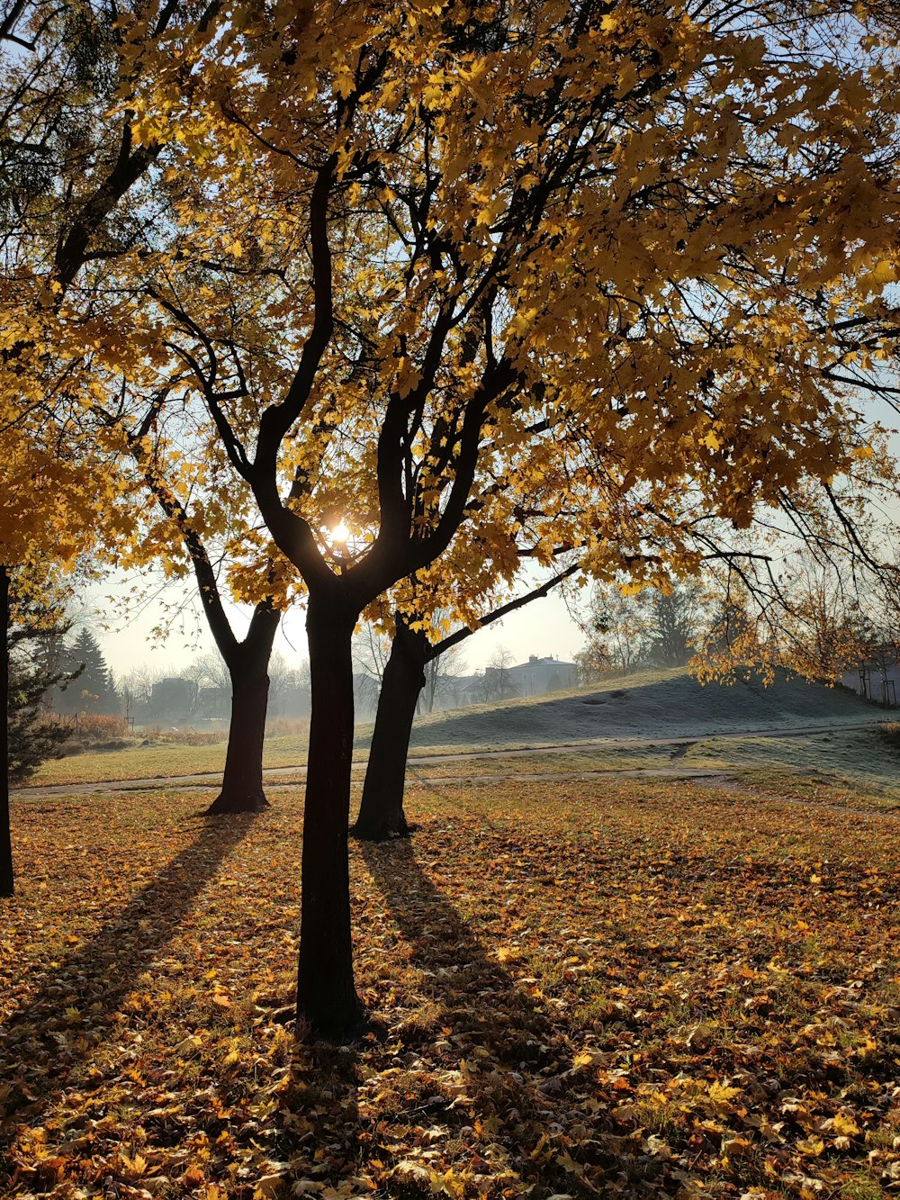 a couple of trees that are in the grass