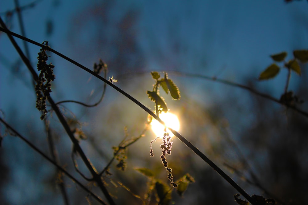 the sun shines through the branches of a tree