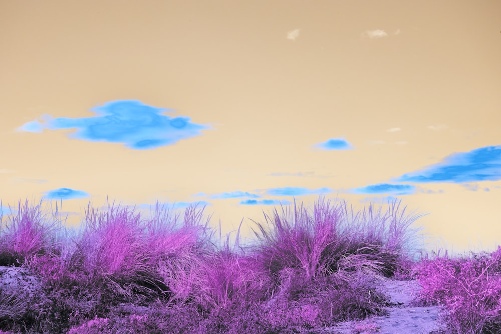 a field of purple grass with a sky in the background