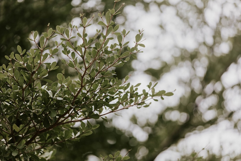 a close up of a tree branch with lots of leaves