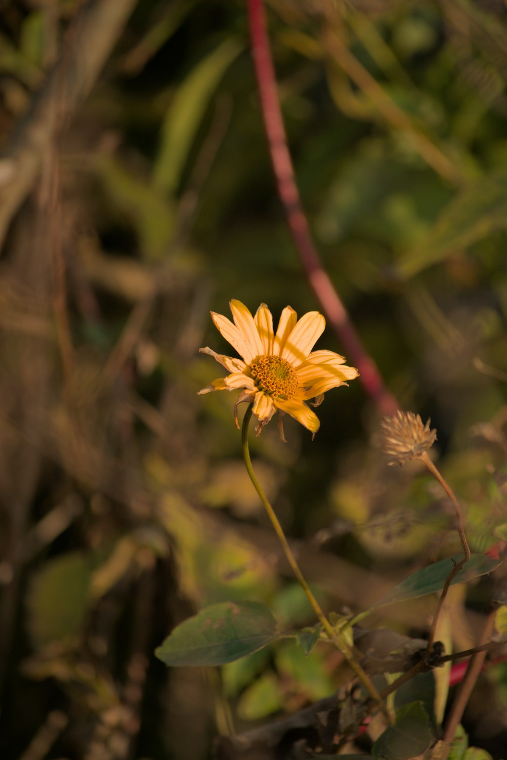 a single yellow flower in the middle of a forest