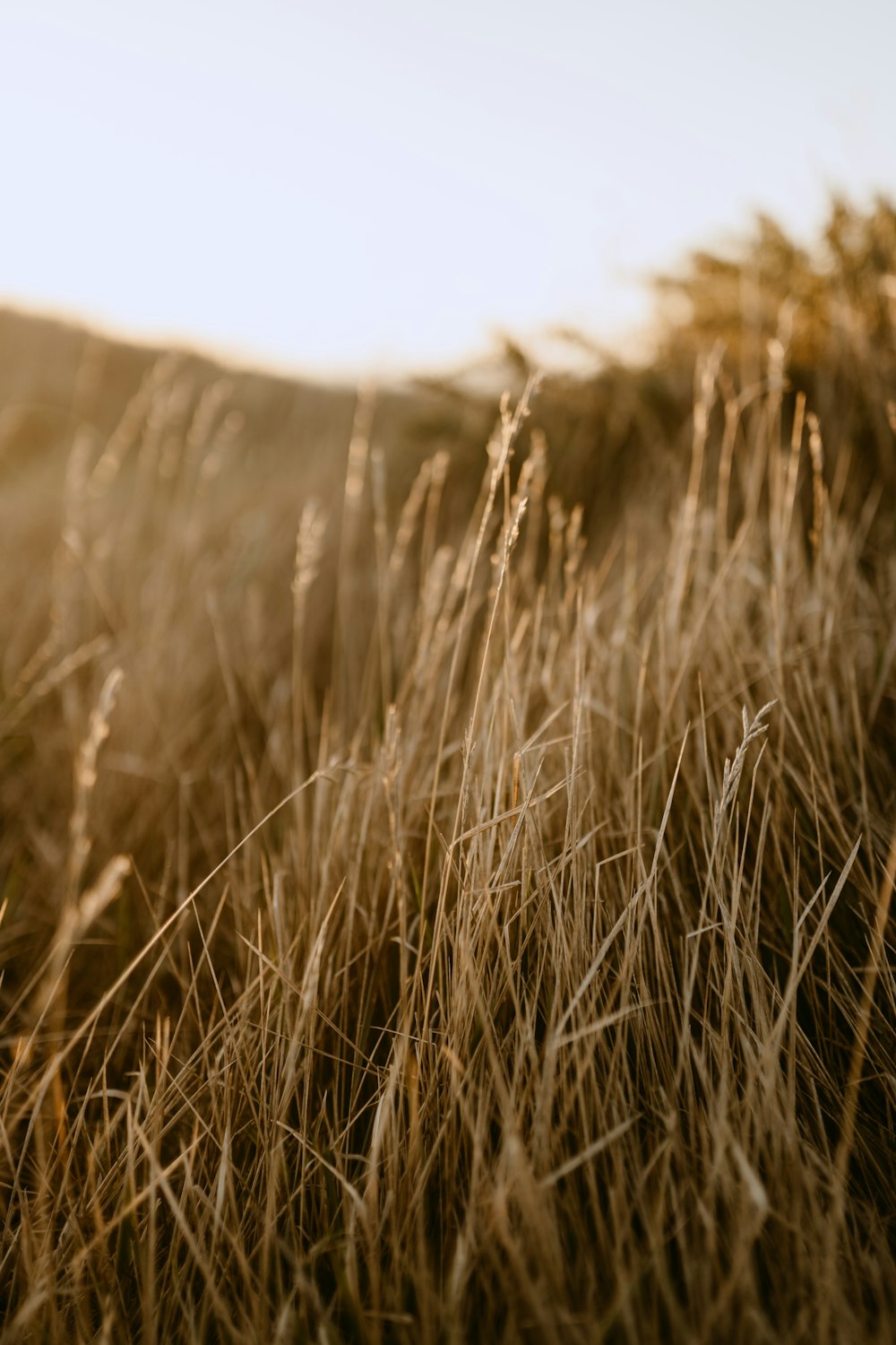 a close up of a field of tall grass